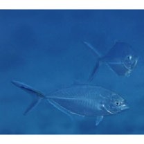 Alepes vari (Cuvier, 1833)