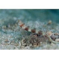 Amblyeleotris latifasciata Polunin et Lubbock, 1979