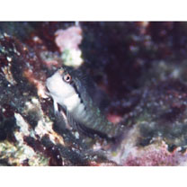 Stanulus talboti Springer, 1968