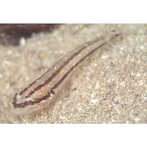 Tridentiger trigonocephalus (Gill, 1859)