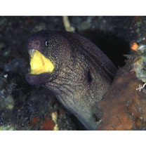 Gymnothorax nudivomer (Gunther, 1867)