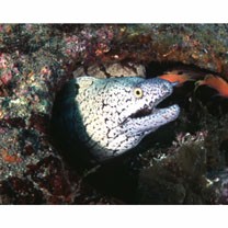 Gymnothorax berndti Snyder, 1904