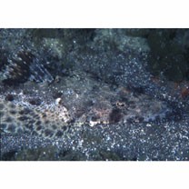 Inegocia ochiaii Imamura, 2010