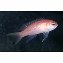 Tosana niwae Smith et Pope, 1906