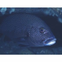 Plectorhinchus picus (Cuvier, 1828)