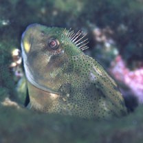 Scartella emarginata (Gunther, 1861)