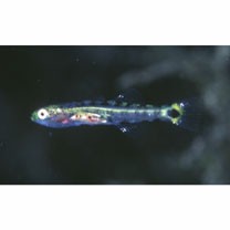 Chaenogobius gulosus (Sauvage, 1882)