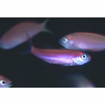 Luzonichthys williamsi Randall et McCosker, 1992