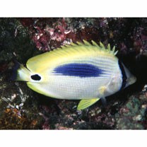 Chaetodon plebeius Cuvier, 1831