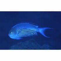 Genicanthus watanabei (Yasuda et Tominaga, 1970)