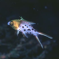 Bodianus anthioides (Bennett, 1832)