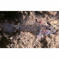 Fusigobius neophytus (Gunther, 1877)