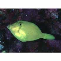 Cantherhines longicaudus Hutchins et Randall, 1982