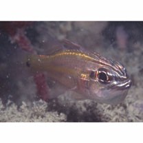 Apogon cavitensis Jordan et Seale, 1907