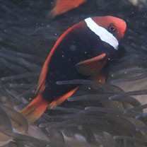 Amphiprion frenatus Brevoort, 1856