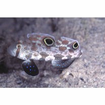 Signigobius biocellatus Hoese et Allen, 1977