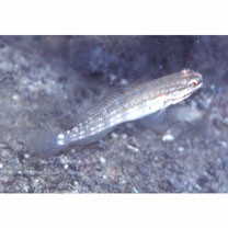 Amblygobius buanensis Herre, 1927