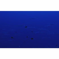 Sphyraena forsteri Cuvier, 1829