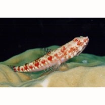 Synodus dermatogenys Fowler, 1912