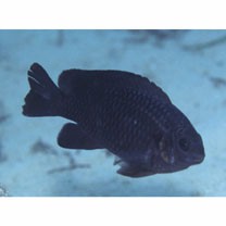 Chrysiptera brownriggii (Bennett, 1828)