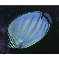 Chaetodon ornatissimus Cuvier, 1831