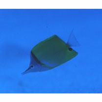 Forcipiger flavissimus Jordan et McGregor, 1898