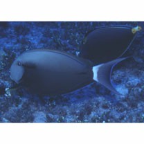 Acanthurus nigricauda Duncker et Mohr, 1929