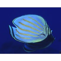 Chaetodon ornatissimus Cuvier, 1831