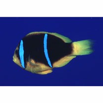 Amphiprion chrysopterus Cuvier, 1830