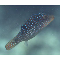 Canthigaster solandri (Richardson, 1845)