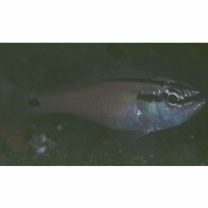 Ostorhinchus semilineatus (Temminck et Schlegel, 1843)