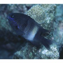 Stegastes albifasciatus (Schlegel et Muller, 1839)