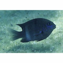 Stegastes albifasciatus (Schlegel et Muller, 1839)