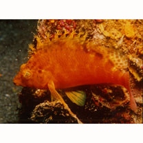 Cirrhitichthys aureus (Temminck et Schlegel, 1843)