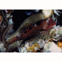 Neosynchiropus circularis (Fricke, 1984)