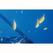 Gnathanodon speciosus (Forsskal, 1775)