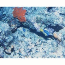 Pomacentrus auriventris Allen, 1991