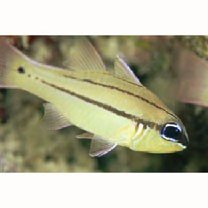 Apogon sealei Fowler, 1918