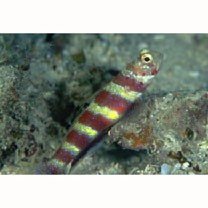 Amblyeleotris wheeleri (Polunin et Lubbock, 1977)