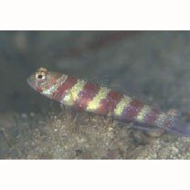 Amblyeleotris wheeleri (Polunin et Lubbock, 1977)