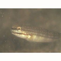 Amblygobius buanensis Herre, 1927