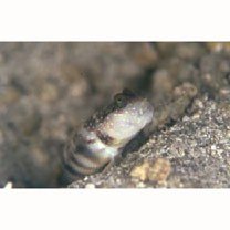 Cryptocentrus melanopus (Bleeker, 1860)