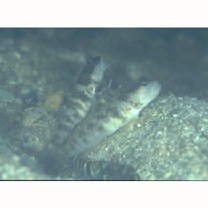 Cryptocentrus inexplicatus (Herre, 1934)