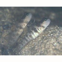 Cryptocentrus inexplicatus (Herre, 1934)