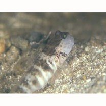 Cryptocentrus inexplicatus (Herre, 1934)