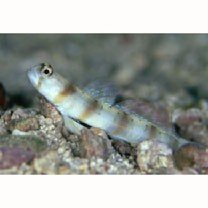 Amblyeleotris arcupinna Mohlmann et Munday, 1999