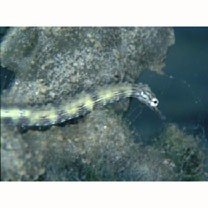 Corythoichthys haematopterus (Bleeker, 1851)