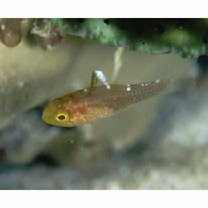 Apogon hoeveni Bleeker, 1854