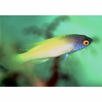 Cirrhilabrus rhomboidalis Randall, 1988