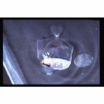 Zebrasoma flavescens (Bennett, 1828) or Z. scopas (Cuvier, 1829)